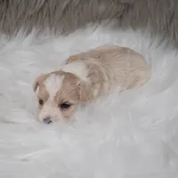 Sammy, a male Maltipoo for sale in Donna, TX – Photo 2 of 6