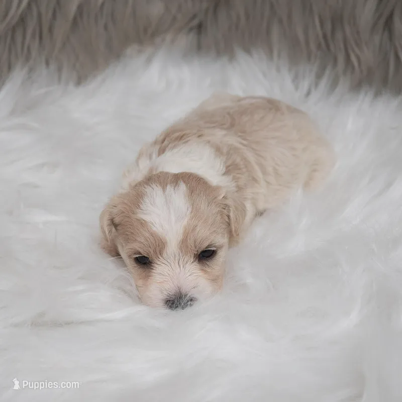 Sammy – Maltipoo puppy for sale in Donna, TX