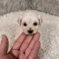 Buddy, a male Maltipoo for sale in Donna, TX – 2 of 8