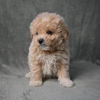 Shadow, a male Maltipoo for sale in Donna, TX – 2 of 10