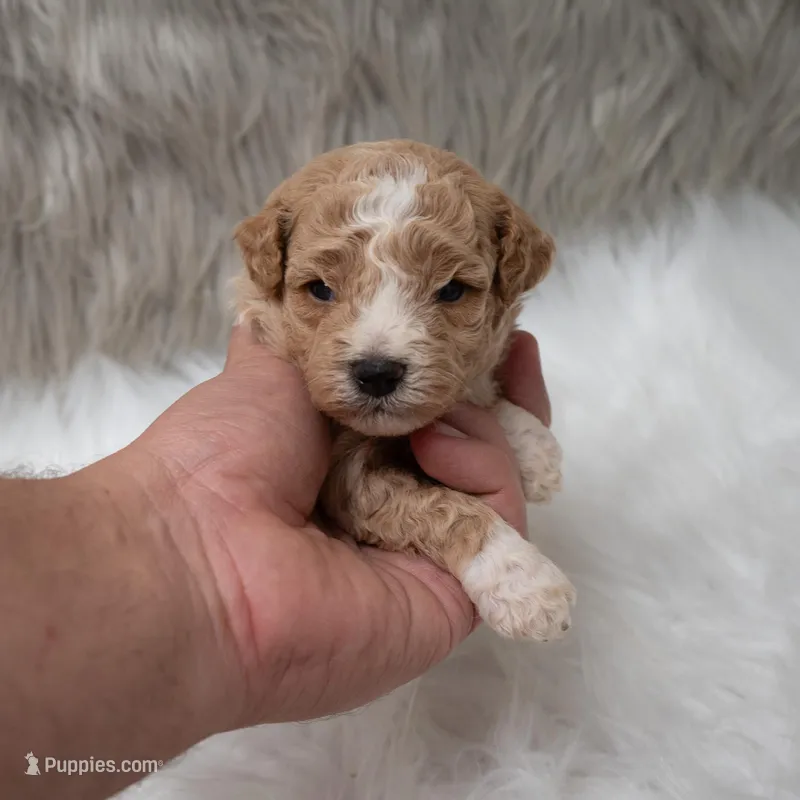 Henry , a male Miniature Goldendoodle for sale in Donna, TX – Photo 1 of 10