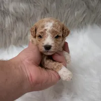 Henry , a male Miniature Goldendoodle for sale in Donna, TX – Photo 1 of 10