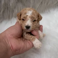 Henry , a male Miniature Goldendoodle for sale in Donna, TX – Photo 3 of 10