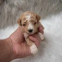 Henry , a male Miniature Goldendoodle for sale in Donna, TX – Photo 5 of 10