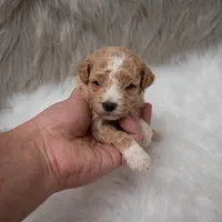 Henry , a male Miniature Goldendoodle for sale in Donna, TX – Photo 2 of 10