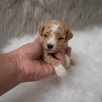 Henry , a male Miniature Goldendoodle for sale in Donna, TX – Photo 4 of 10
