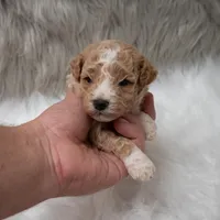 Henry , a male Miniature Goldendoodle for sale in Donna, TX – Photo 10 of 10