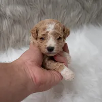 Henry , a male Miniature Goldendoodle for sale in Donna, TX – Photo 8 of 10