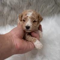 Henry , a male Miniature Goldendoodle for sale in Donna, TX – Photo 9 of 10