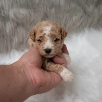 Henry , a male Miniature Goldendoodle for sale in Donna, TX – Photo 7 of 10