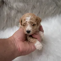 Henry , a male Miniature Goldendoodle for sale in Donna, TX – Photo 6 of 10