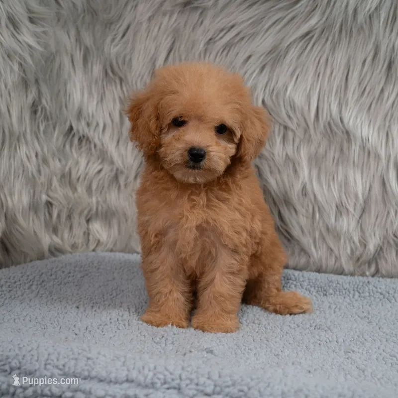Lily  Micro-Mini – Miniature Goldendoodle puppy for sale in Donna, TX