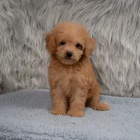 Lily  Micro-Mini, a female Miniature Goldendoodle for sale in Donna, TX – 1 of 6