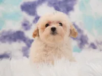 Charlie , a male Maltipoo for sale in Donna, TX – 3 of 4
