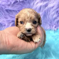 Stella , a female Cavapoo for sale in Donna, TX – 9 of 10