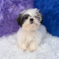 Charlie, a male Mal Shi for sale in Donna, TX – 5 of 10