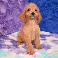Dexter , a male Cockapoo for sale in Donna, TX – 6 of 10