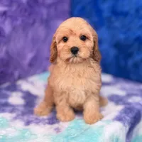 Piper , a female Cavapoo for sale in Donna, TX – 3 of 10
