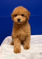 Xavi, a male Bichpoo for sale in Donna, TX – Photo 6 of 6