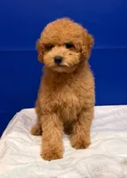 Xavi, a male Bichpoo for sale in Donna, TX – Photo 2 of 6