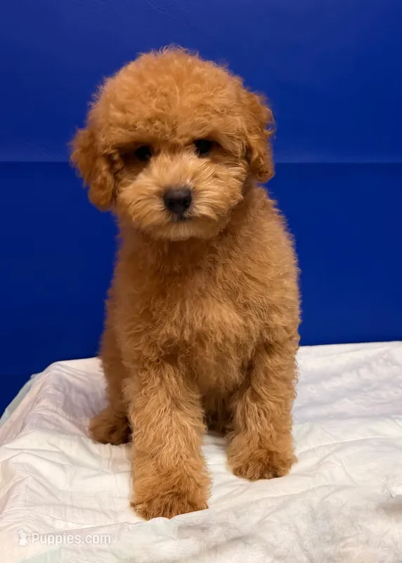 Xavi – Bichpoo puppy for sale in Donna, TX