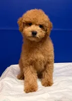 Xavi, a male Bichpoo for sale in Donna, TX – Photo 4 of 6