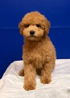 Xavi, a male Bichpoo for sale in Donna, TX – Photo 3 of 6