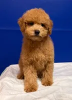 Xavi, a male Bichpoo for sale in Donna, TX – Photo 5 of 6