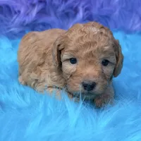Oliver , a male Poodle - Miniature  for sale in Donna, TX – 5 of 9
