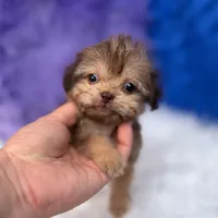 Sergio, a male Shihpoo for sale in Donna, TX – 5 of 9