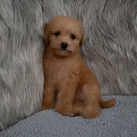 Abby Micro-Mini, a female Miniature Goldendoodle for sale in Donna, TX – 5 of 7