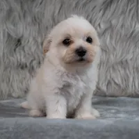 Raul , a male Maltipoo for sale in Donna, TX – 4 of 8
