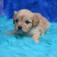 Bruno , a male Cavapoo for sale in Donna, TX – 2 of 7