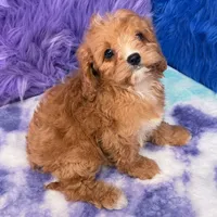 Stella , a female Cavapoo for sale in Donna, TX – 2 of 10
