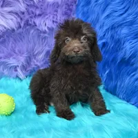 Buddy , a male Poodle - Miniature  for sale in Donna, TX – 2 of 6