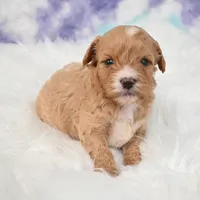 Jack, a male Cavapoo for sale in Donna, TX – 5 of 7