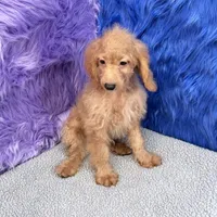 Dexter - 7 day return guarantees, a male Cockapoo for sale in Donna, TX – 9 of 9