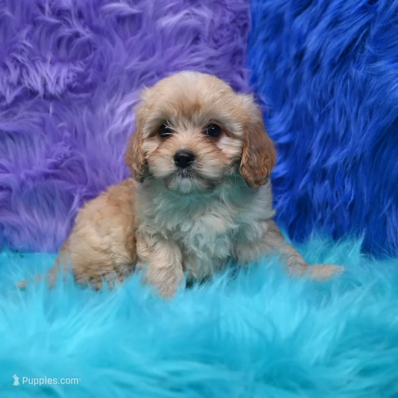 Bruno  – Cavapoo puppy for sale in Donna, TX