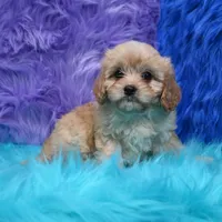 Bruno , a male Cavapoo for sale in Donna, TX – 5 of 6