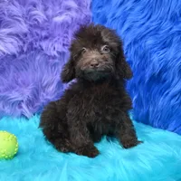 Buddy , a male Poodle - Miniature  for sale in Donna, TX – 3 of 6