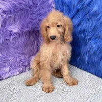 Dexter - 7 day return guarantees, a male Cockapoo for sale in Donna, TX – 8 of 9