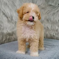 Leo  Micro-Mini, a male Miniature Goldendoodle for sale in Donna, TX – 8 of 10
