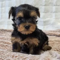 Maggie , a female Yorkshire Terrier for sale in Donna, TX – 8 of 10