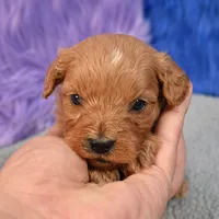 Apollo, a male Cavapoo for sale in Donna, TX – 8 of 10
