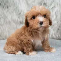 Monic , a female Maltipoo for sale in Donna, TX – 4 of 7