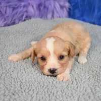 Moose - 7 day return guarantees, a male Cavapoo for sale in Donna, TX – 6 of 10