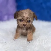 Baxter, a male Shihpoo for sale in Donna, TX – 9 of 9