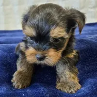 3939, a male Yorkshire Terrier for sale in Donna, TX – 4 of 10