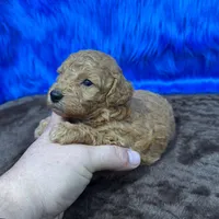 processed/f00ba38b-8c1c-4a8b-a7bd-5e2bdb4d7c39/listing/377c82cd-52ad-4cf6-8943-5478d3cec623/f25135d5-30e3-4648-b660-e364f3954420