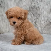 Bailey , a female Maltipoo for sale in Donna, TX – 3 of 7